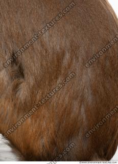 monkey skin fur  0011